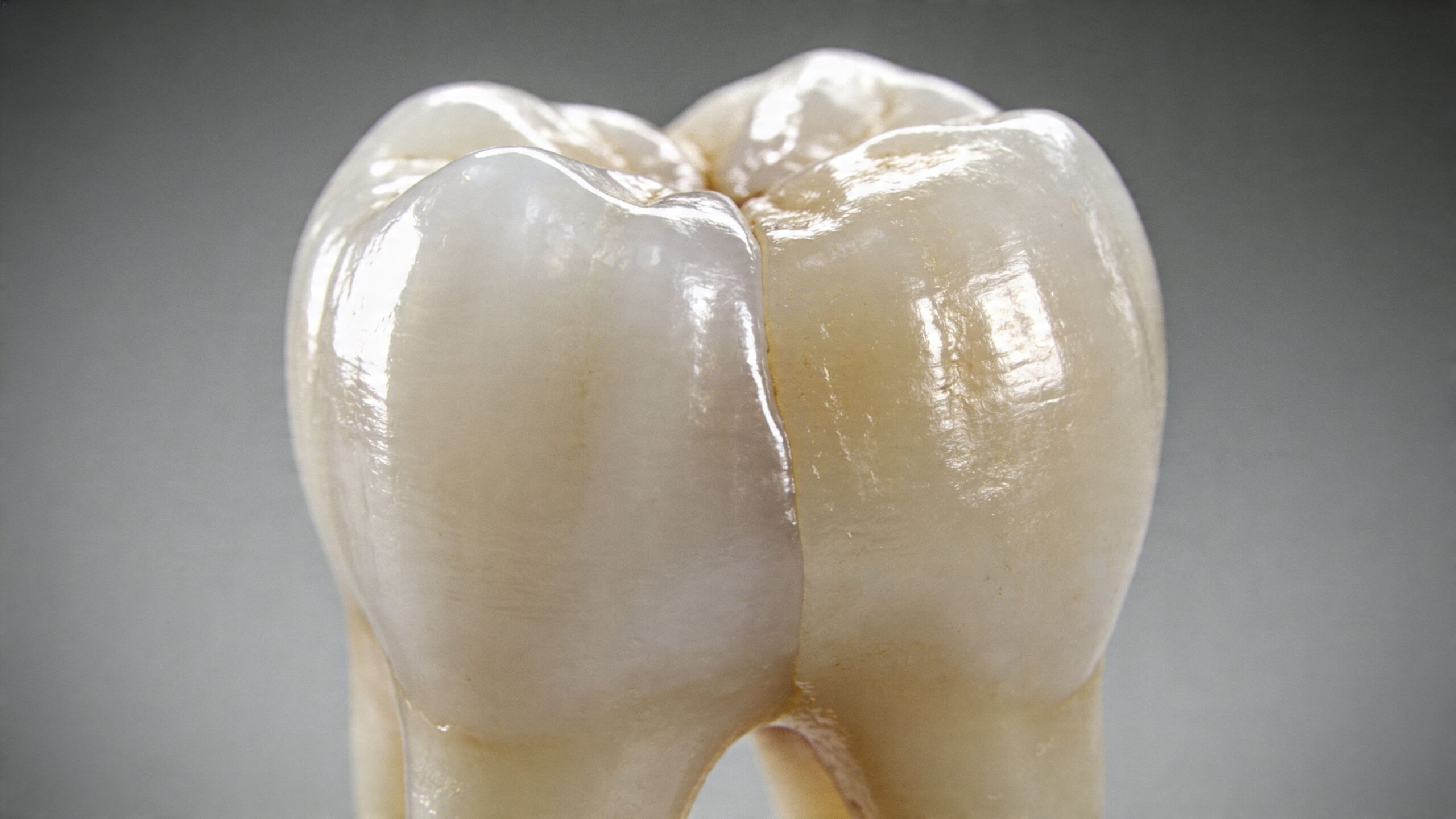 A close-up view of a human molar tooth showing dental anatomy and surface texture details.